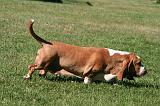 BASSET HOUND 237